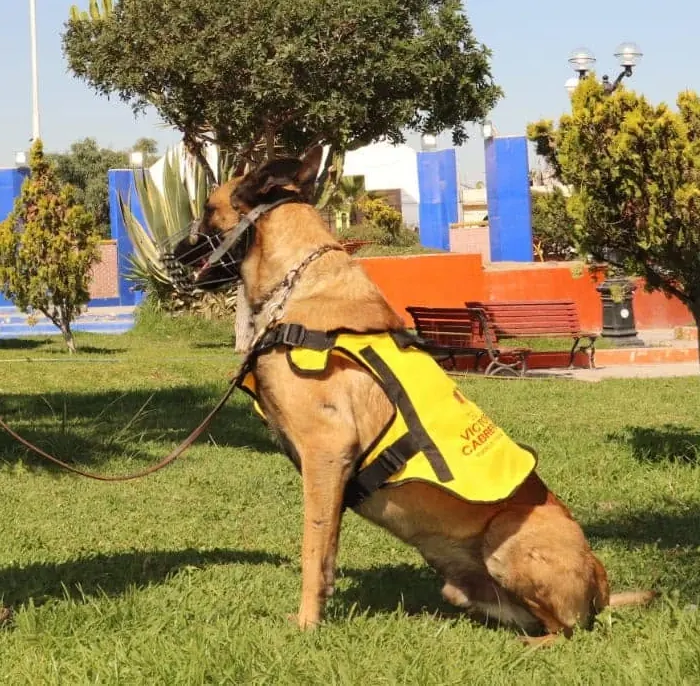 Malinois sentado atento a la indicación de su instructor en un parque